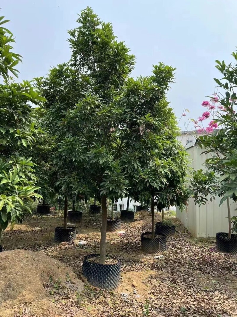 海南红豆5～8公分规格齐全