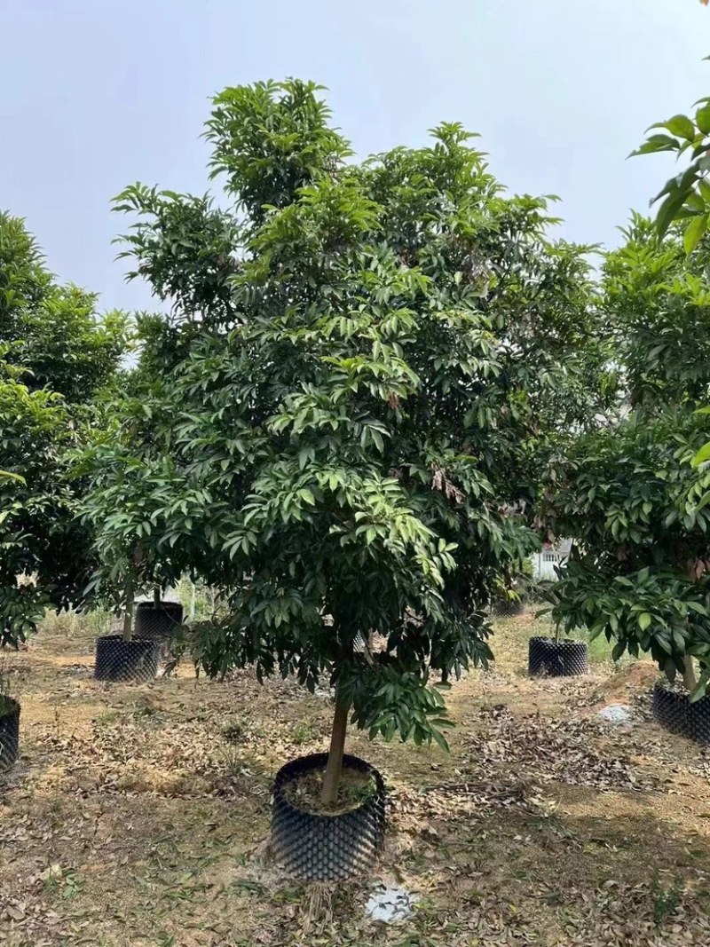 海南红豆5～8公分规格齐全