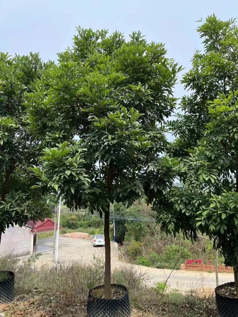 海南红豆5～8公分规格齐全