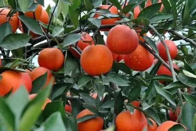 湖北秭归塔罗科血橙玫瑰香橙，产地现定现采挂树新鲜果一手货