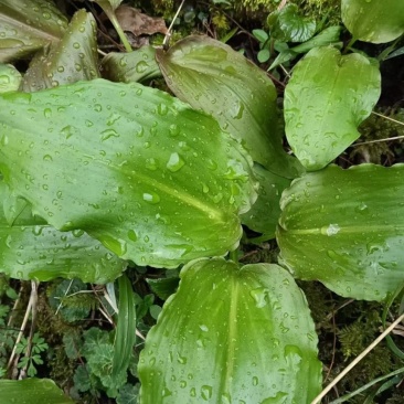 鹿耳韭野菜