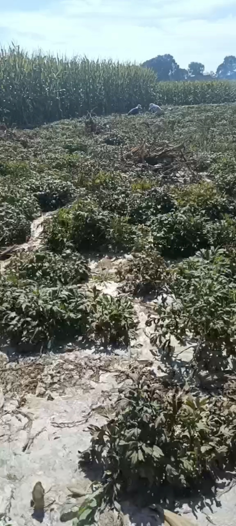 川赤芍种子