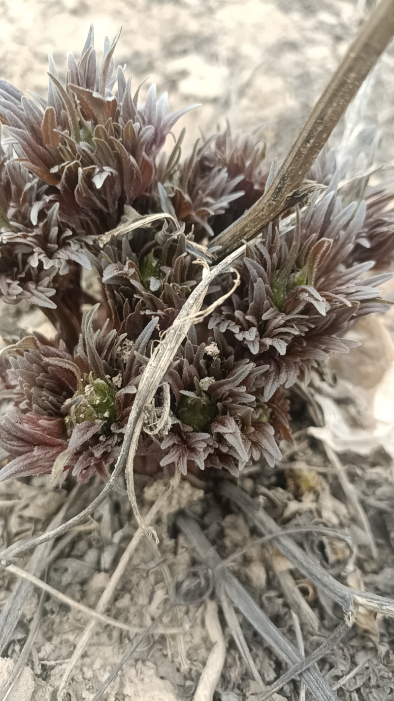 川赤芍种子