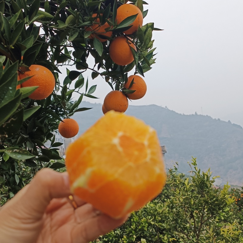 秭归伦晚，全国包邮