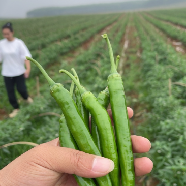 广西大量供应55号8号2号泡椒螺线辣椒