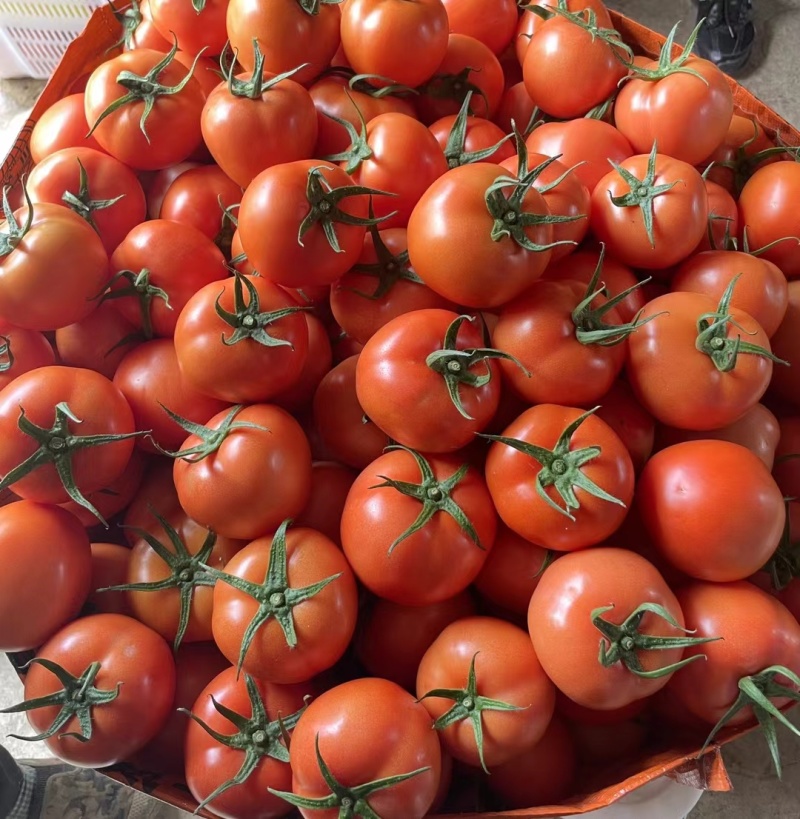 四川大红西红柿供商超电商精品番茄一手货源产地直发