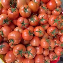 云南大红西红柿供商超电商精品番茄一手货源产地直发