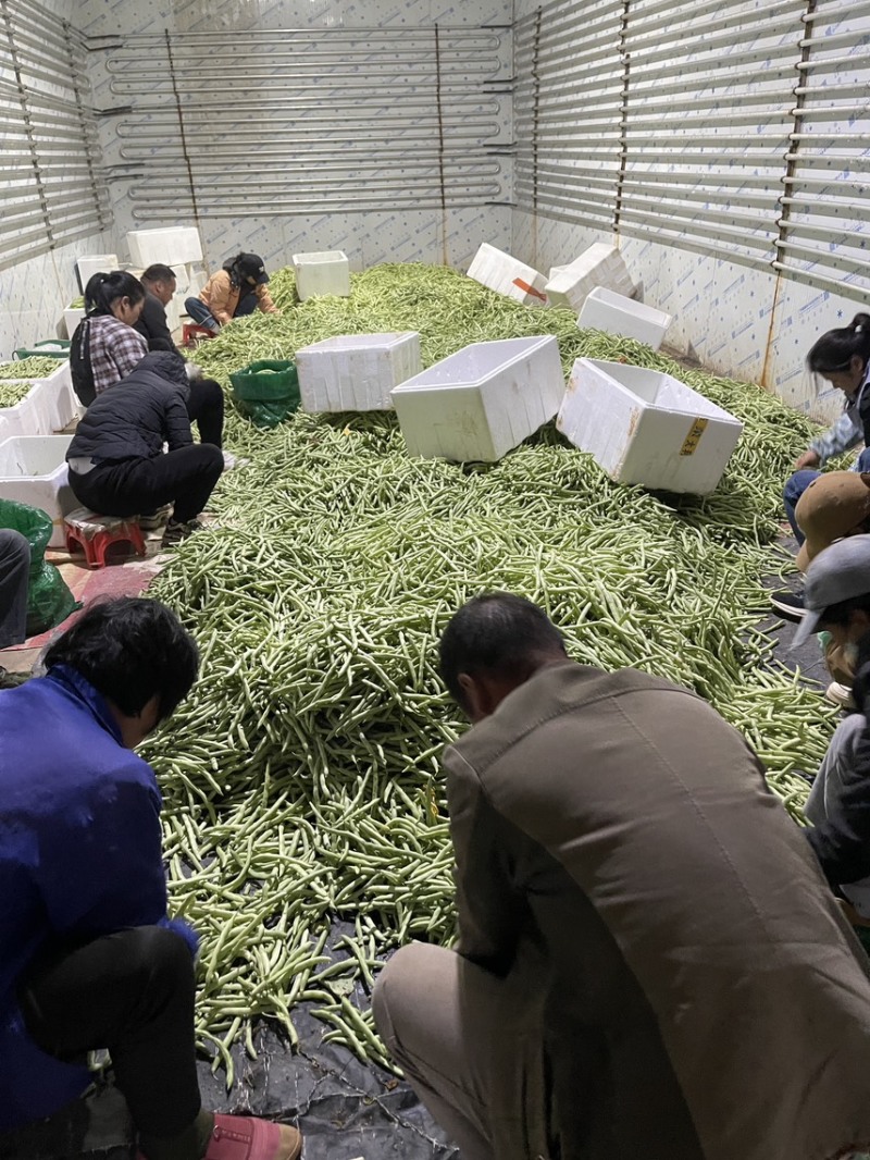 大量新苗四季豆横县龙须豆无筋豆大青豆小金豆