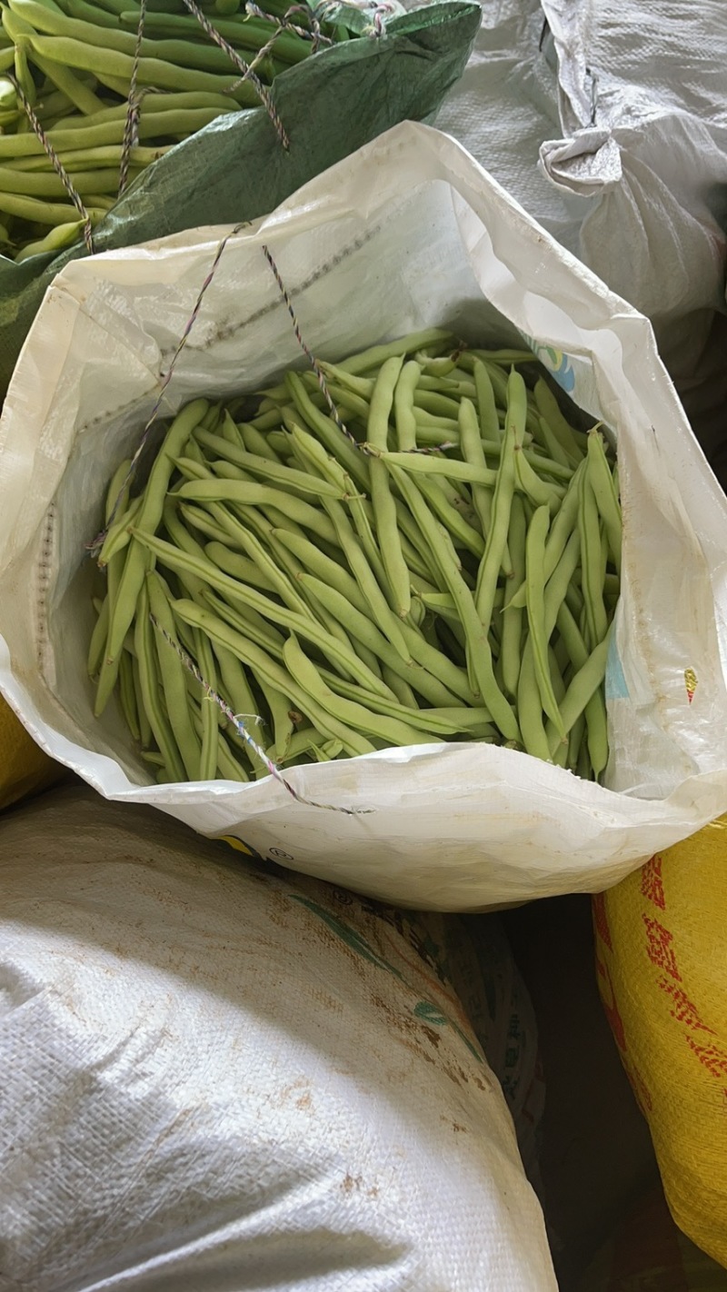 大量新苗四季豆横县龙须豆无筋豆大青豆小金豆