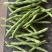大量新苗四季豆横县龙须豆无筋豆大青豆小金豆