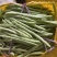 大量新苗四季豆横县龙须豆无筋豆大青豆小金豆