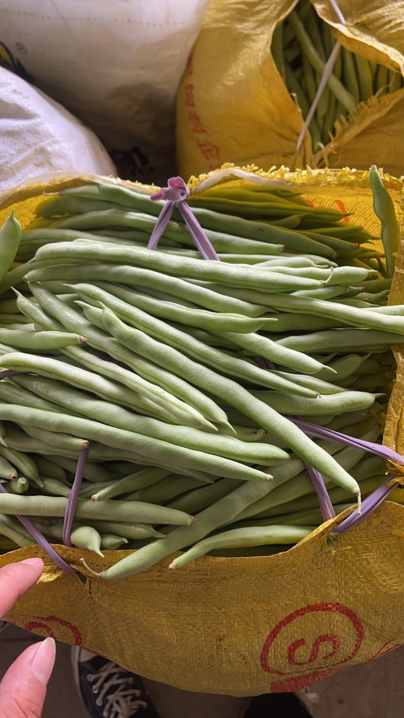 大量新苗四季豆横县龙须豆无筋豆大青豆小金豆
