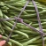 大量新苗四季豆横县龙须豆无筋豆大青豆小金豆