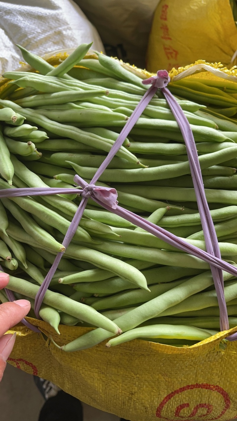 大量新苗四季豆横县龙须豆无筋豆大青豆小金豆