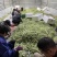 大量新苗四季豆横县龙须豆无筋豆大青豆小金豆