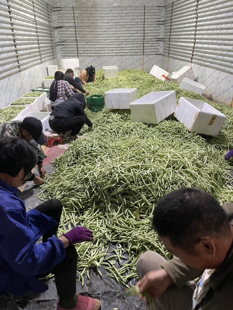 大量新苗四季豆横县龙须豆无筋豆大青豆小金豆