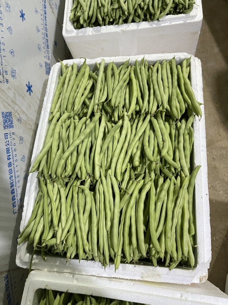 大量新苗四季豆横县龙须豆无筋豆大青豆小金豆