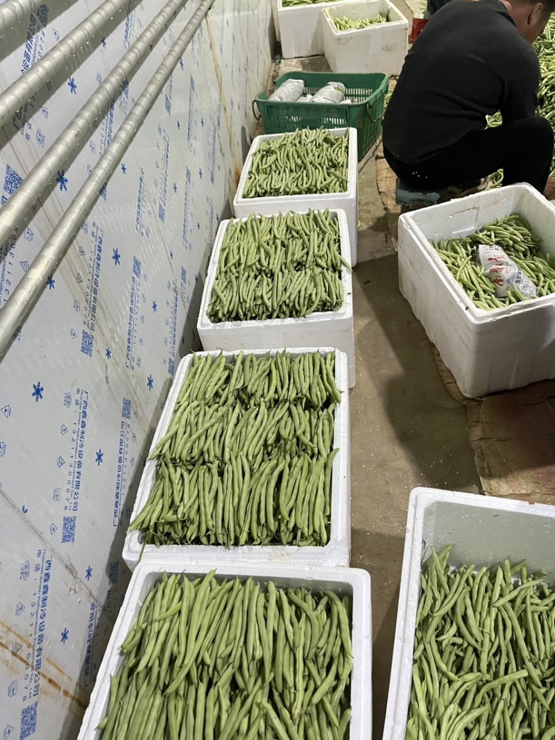 大量新苗四季豆横县龙须豆无筋豆大青豆小金豆