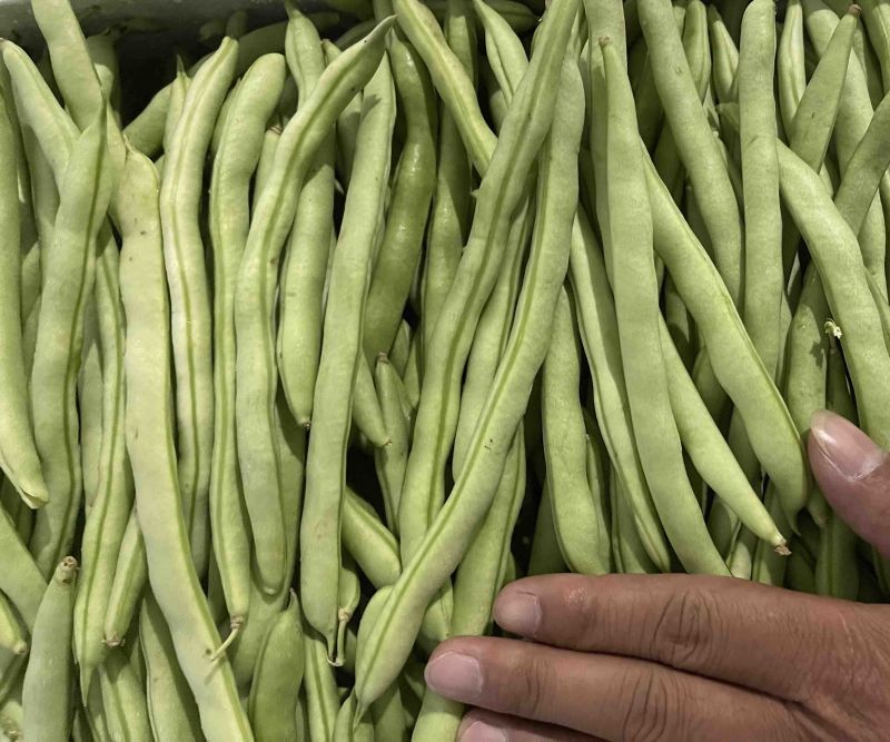 大量新苗四季豆横县龙须豆无筋豆大青豆小金豆