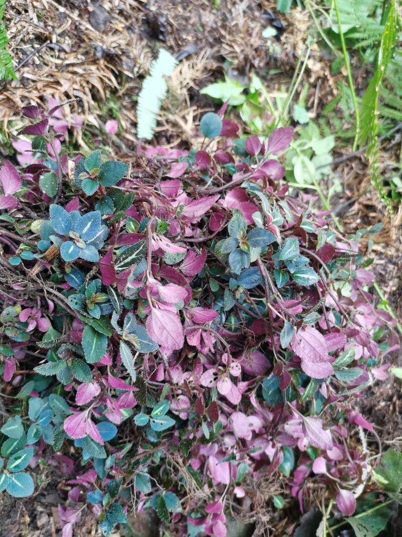 正宗大山野生风柜斗草全红