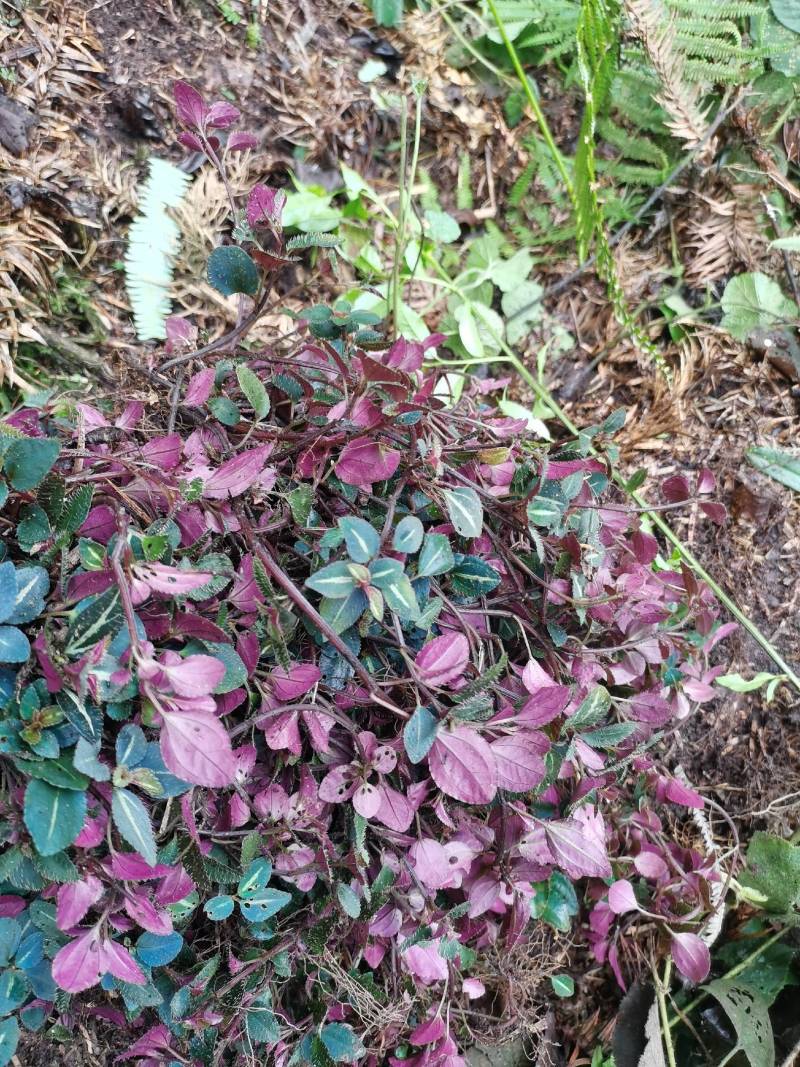 正宗大山野生风柜斗草全红
