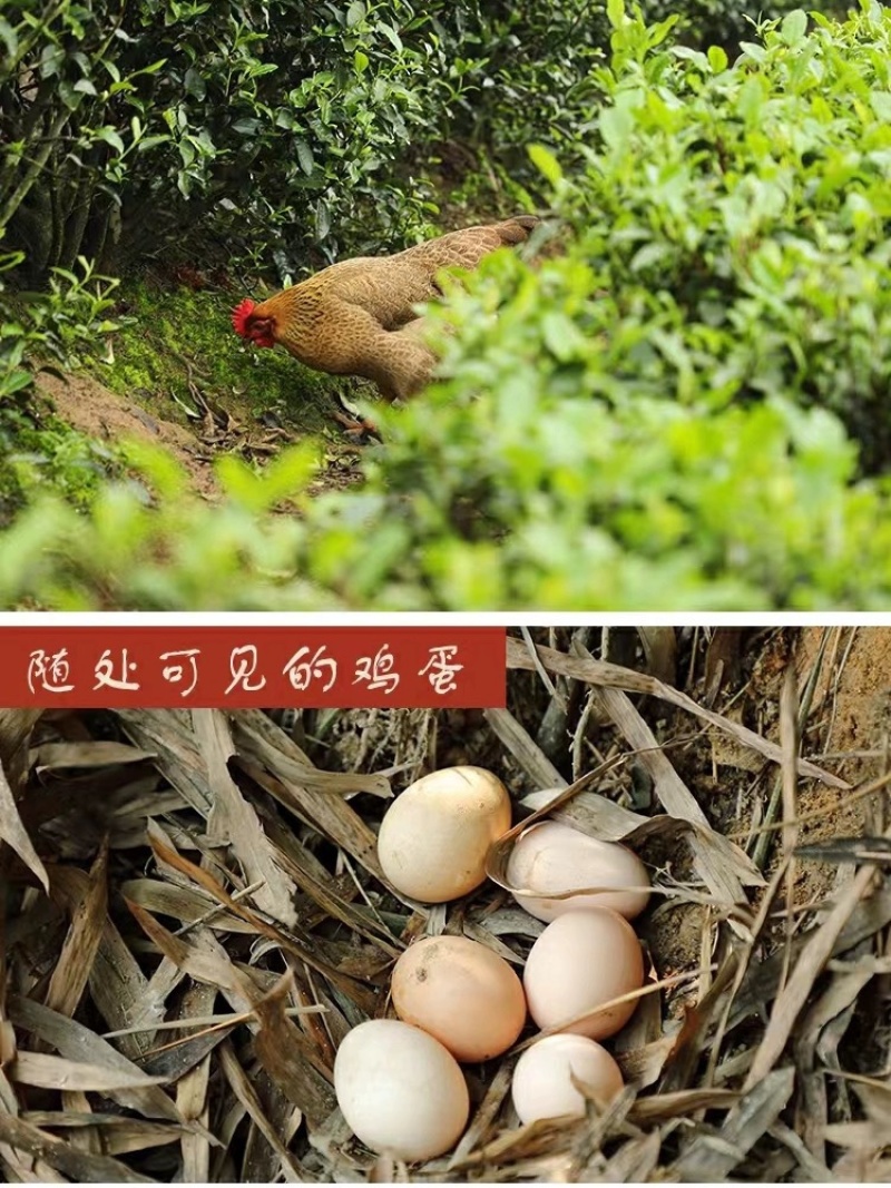 麻鸡年包防疫包运输包成活率货到满意付款诚信服务