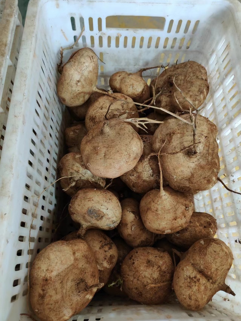 凉薯沙葛地瓜饭堂薯