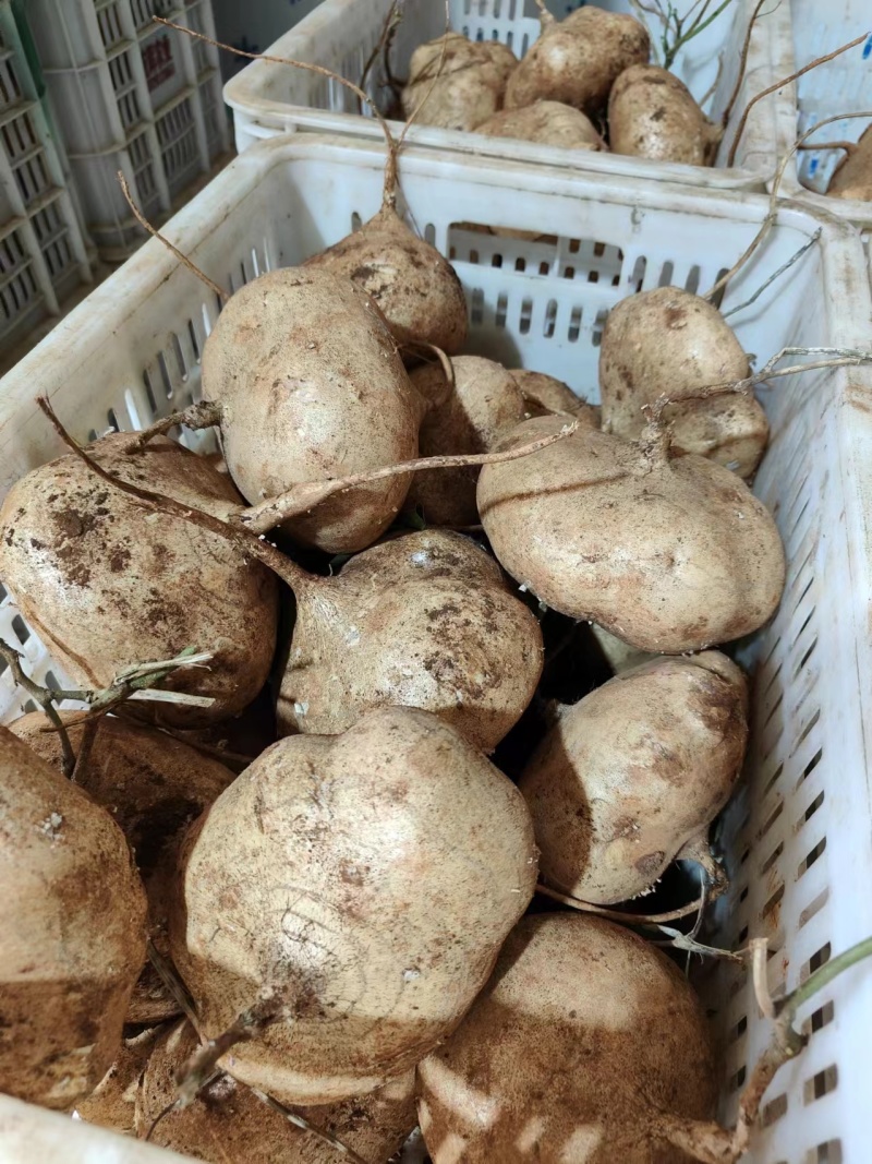 凉薯沙葛地瓜饭堂薯