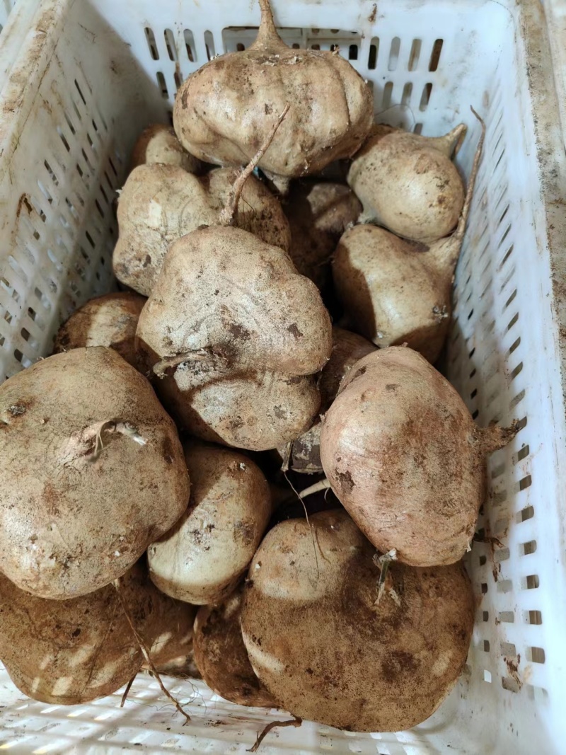 凉薯沙葛地瓜饭堂薯