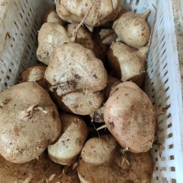 凉薯沙葛地瓜饭堂薯