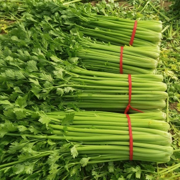 西芹河南开封芹菜小香芹品质好价格低货源足代收代发全