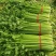 西芹河南开封芹菜小香芹品质好价格低货源足代收代发全