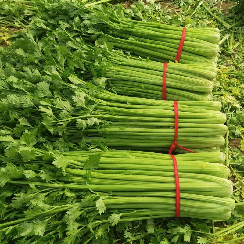 西芹河南开封芹菜小香芹品质好价格低货源足代收代发全