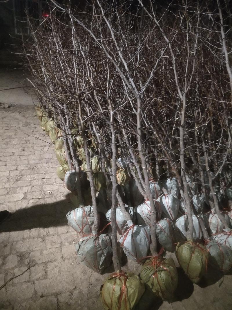 新鲜冬枣树苗一、二、三代都有，保证纯度，原产地发无中间商