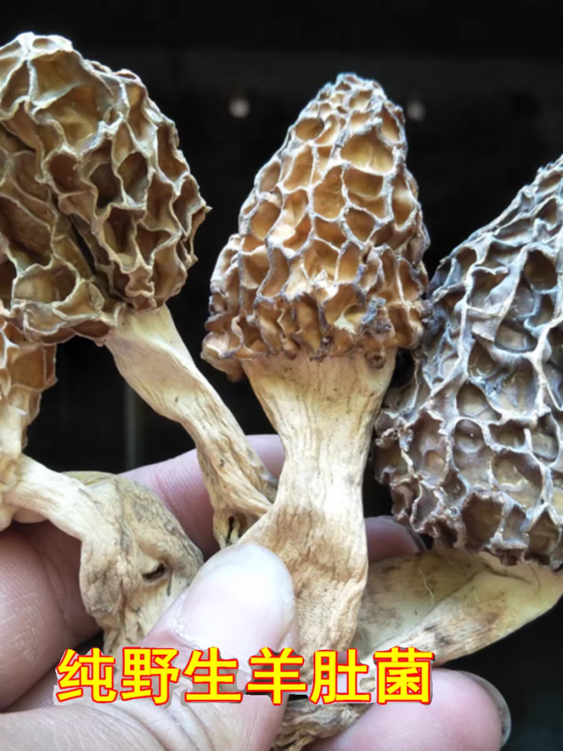 纯正新鲜野生羊肚菌干野生羊肚菌假一罚万
