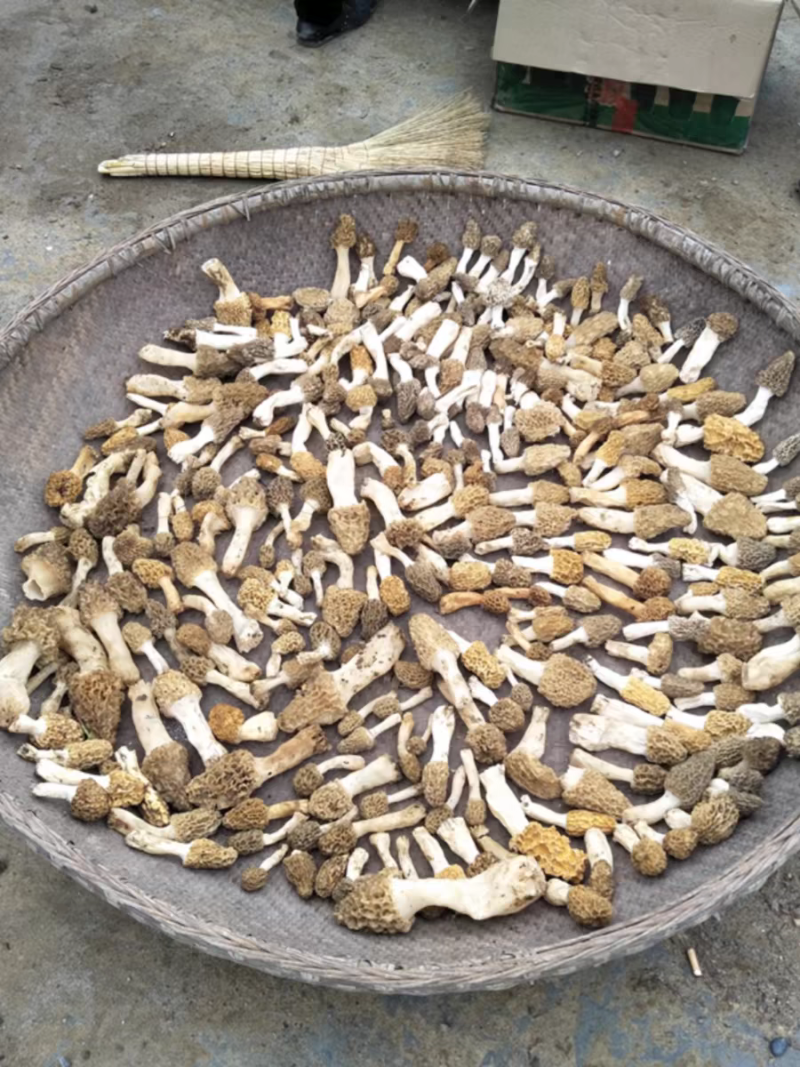 纯正新鲜野生羊肚菌干野生羊肚菌假一罚万