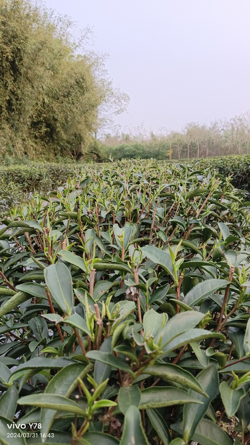 英德红茶