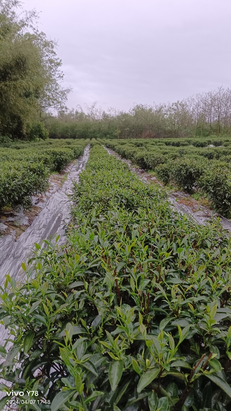 英德红茶