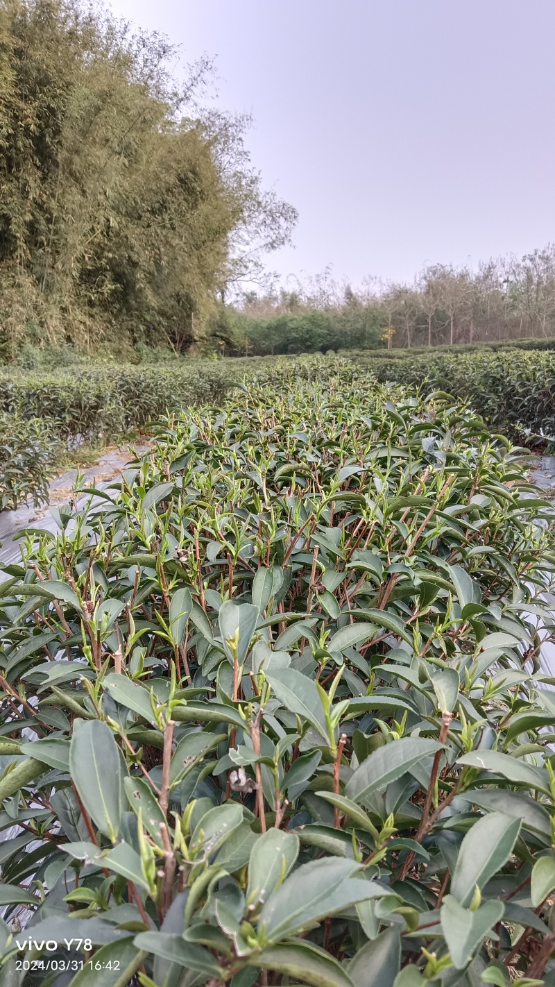 英德红茶