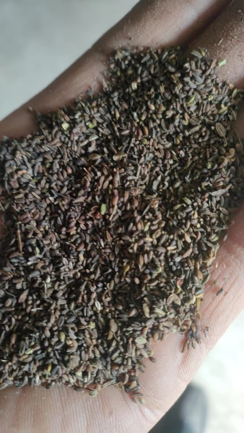 柴胡种子