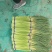 红帽蒜苔精品蒜苔价格低质量好接电商产地一手货源