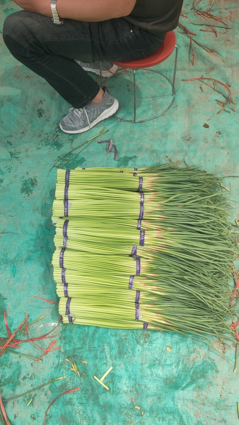 红帽蒜苔精品蒜苔价格低质量好接电商产地一手货源