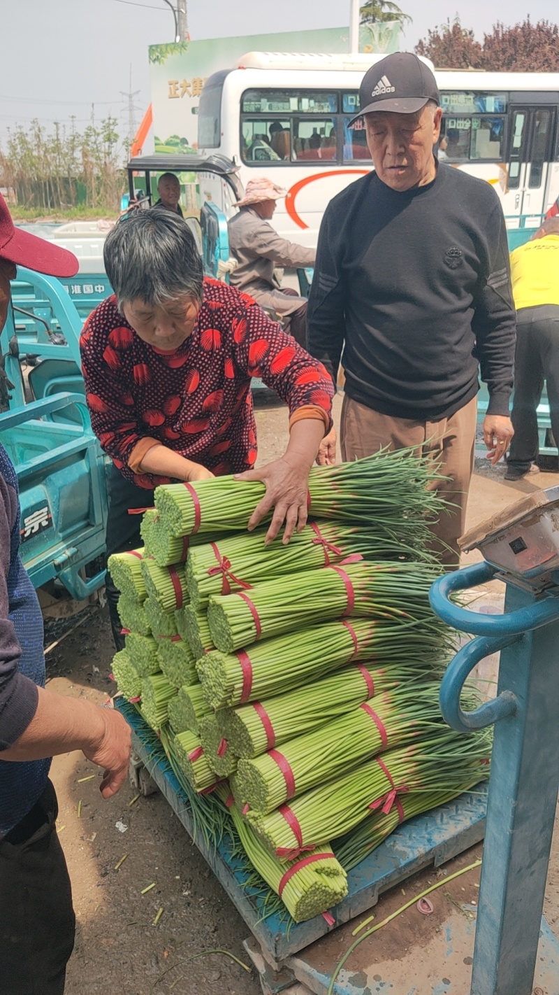 红帽蒜苔精品蒜苔价格低质量好接电商产地一手货源