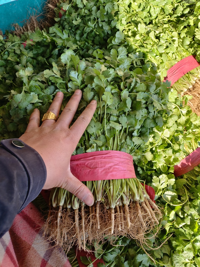 新鲜香菜大量上市，河北产地量大欢迎客商订货实地考察