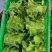 精品生菜意大利生菜货源充足量大从优质量保证欢迎咨询
