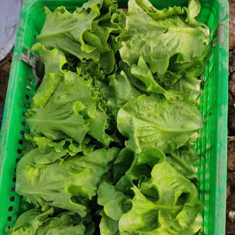 精品生菜意大利生菜货源充足量大从优质量保证欢迎咨询