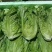 精品生菜意大利生菜货源充足量大从优质量保证欢迎咨询
