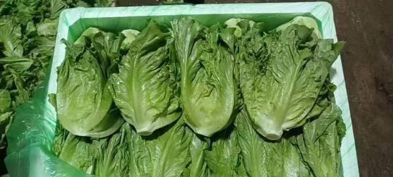 精品生菜意大利生菜货源充足量大从优质量保证欢迎咨询