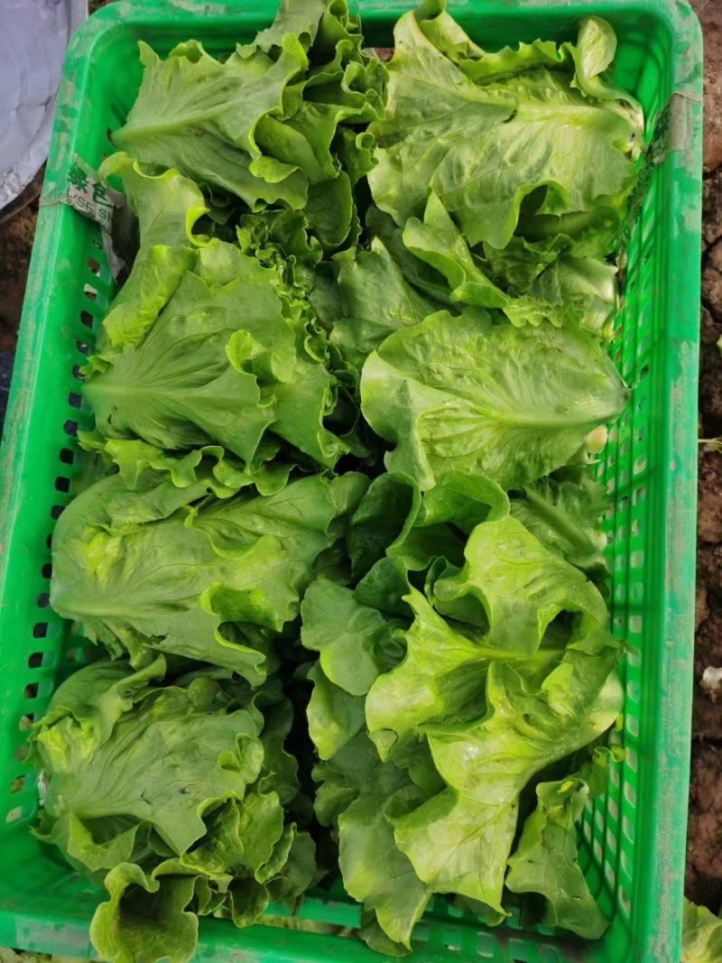 精品生菜意大利生菜货源充足量大从优质量保证欢迎咨询