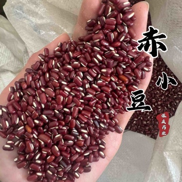 赤小豆保庆药业批发赤小豆实物拍摄红小豆